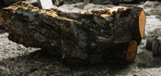 Log from a 200 year old cherry tree removed from a building site.