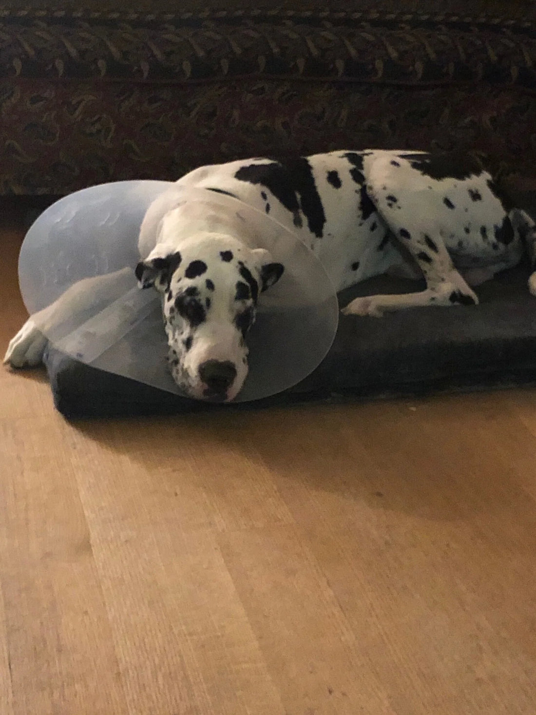 Oscar the Cone Head