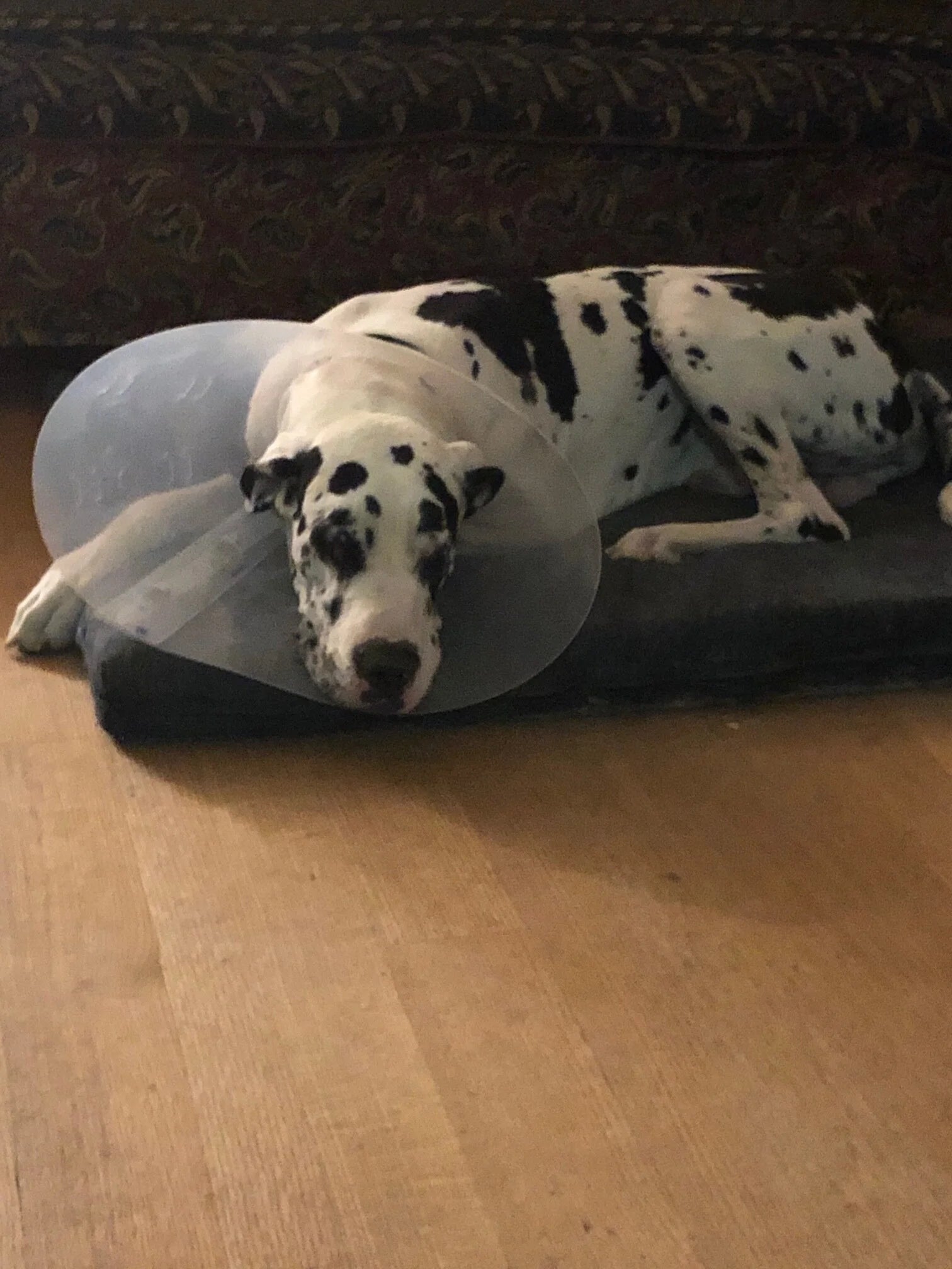 Oscar the Cone Head