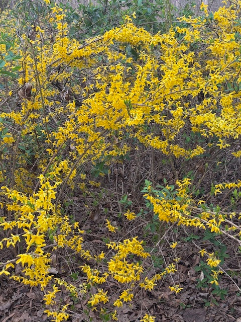 Spring Is Here!