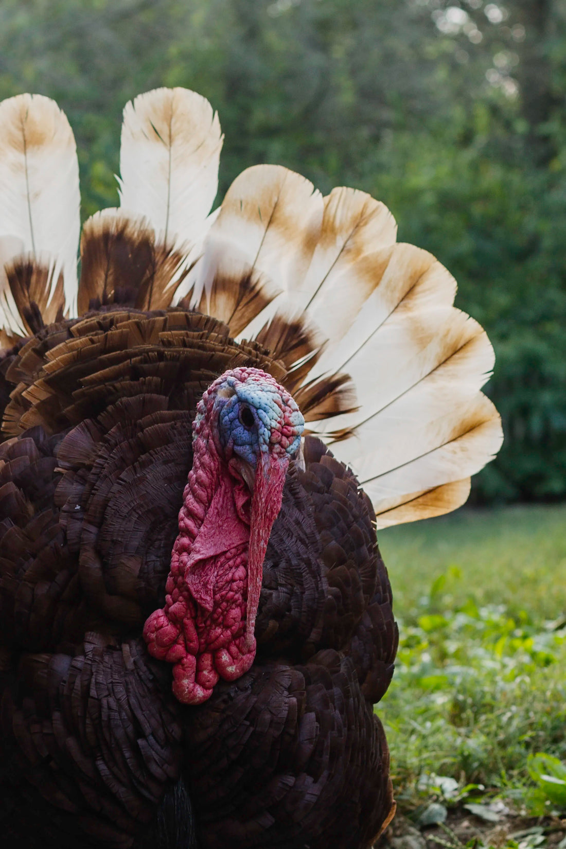 Happy Thanksgiving
