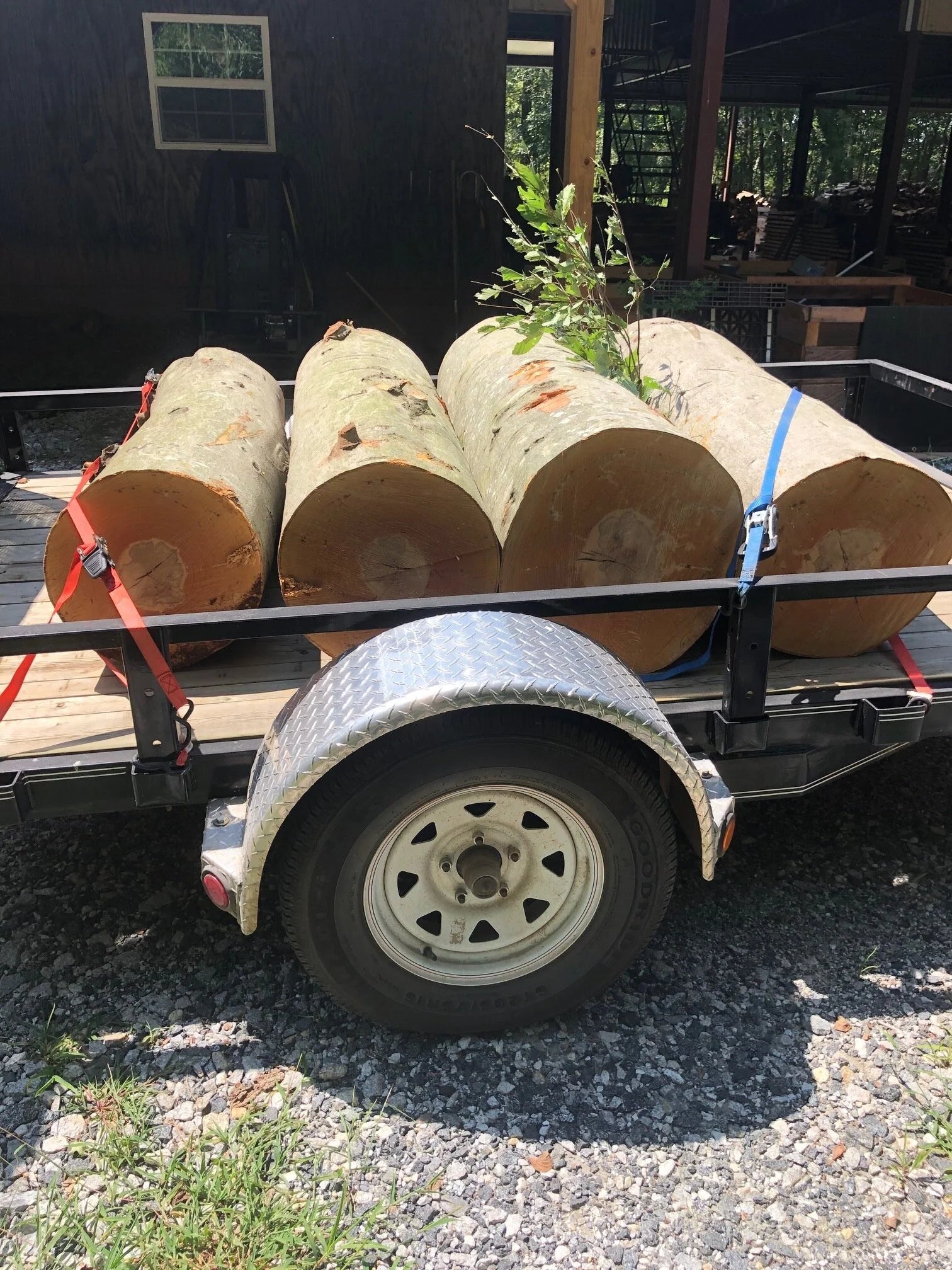 The Logs, The Logs