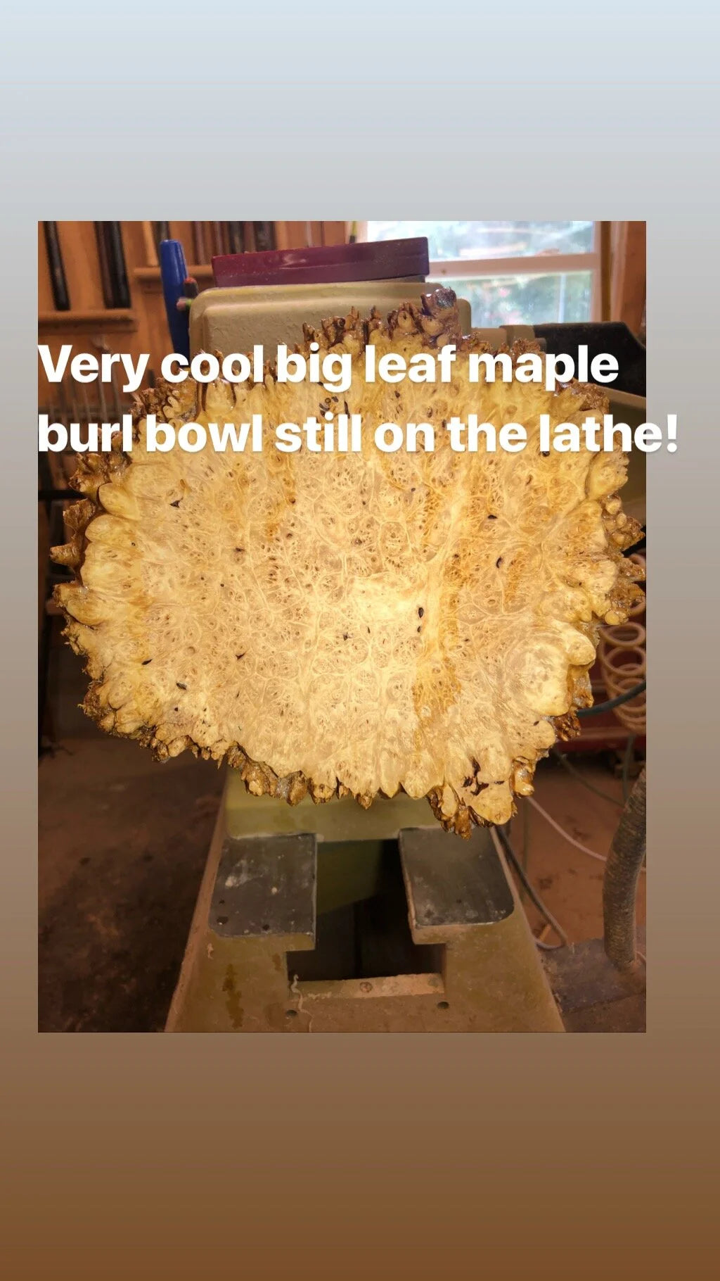 Big Leaf Maple Burl - Beautiful!